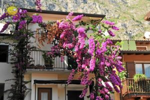 limone am gardasee 09