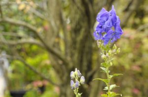 Gartenlust Lana 2018 053