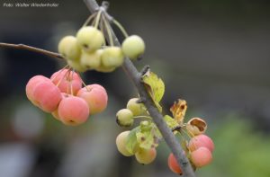 Gartenlust 2019062