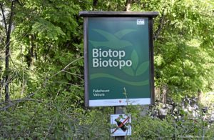 Falschauer Biotop 015