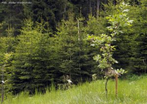 Wildnisschule Die Wurzel Platzers Tisens 009