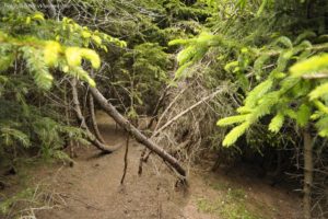 Wildnisschule Die Wurzel Platzers Tisens 062