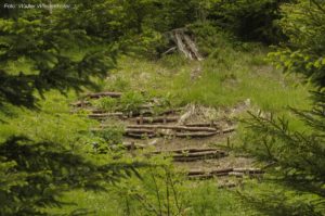 Wildnisschule Die Wurzel Platzers Tisens 070