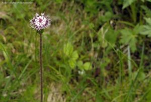 Wildnisschule Die Wurzel Platzers Tisens 076