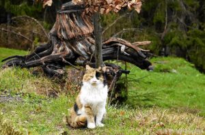 Wildnisschule Die Wurzel in Platzers Tisens 04