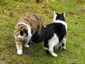 Wildnisschule Die Wurzel in Platzers Tisens 05