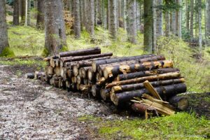 Wildnisschule Die Wurzel in Platzers Tisens 10