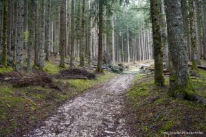 Wildnisschule Die Wurzel in Platzers Tisens 11