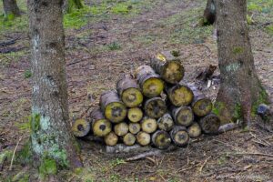 Wildnisschule Die Wurzel in Platzers Tisens 13