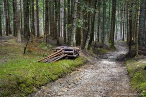 Wildnisschule Die Wurzel in Platzers Tisens 14