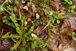 Wildnisschule Die Wurzel in Platzers Tisens 18