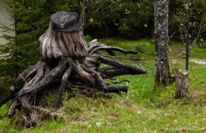 Wildnisschule Die Wurzel in Platzers Tisens 21