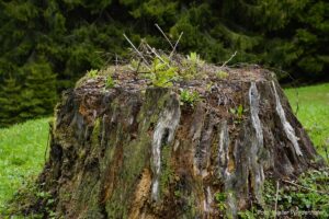 Wildnisschule Die Wurzel in Platzers Tisens 27