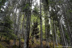 Wildnisschule Die Wurzel in Platzers Tisens 34