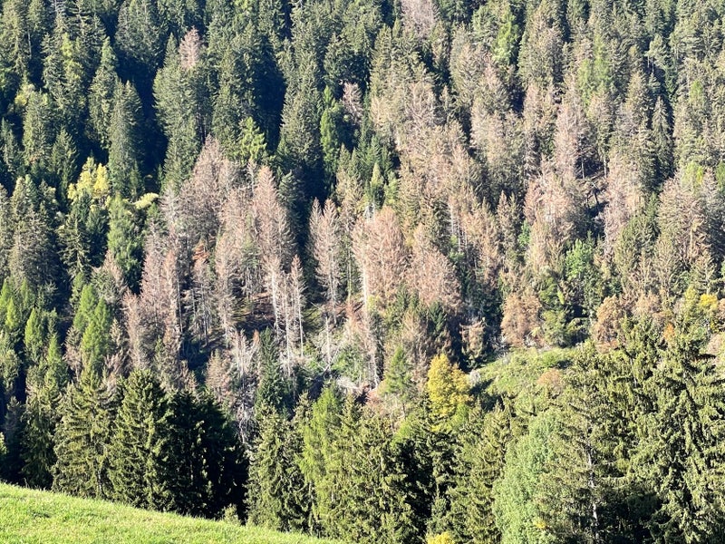 kaeferle wald